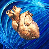 Human heart,artwork