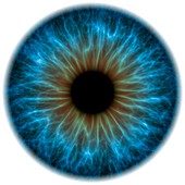 Eye,iris