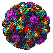 Simian virus 40 particle,molecular model
