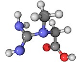 Creatine amino acid molecule