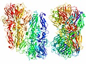 Tick-borne encephalitis virus protein