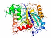 Varicella-zoster virus protease molecule