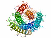 Hendra virus fusion protein