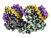 Lambda repressor-operator complex