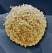 Lymphocyte white blood cell,SEM