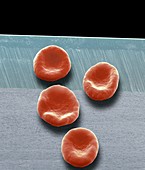 Red blood cells,SEM