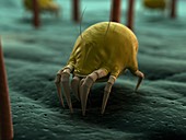 Dust mite,artwork