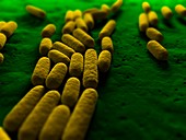 Bacillus subtilis bacteria,artwork