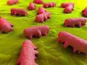 Salmonella bacteria,artwork