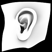 Ear,artwork