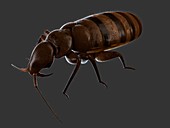 Bedbug,artwork