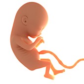 Two month old foetus,artwork