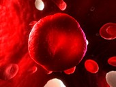 Red blood cell,artwork