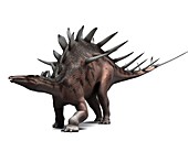 Kentrosaurus dinosaur,artwork