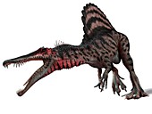 Spinosaurus dinosaur,artwork