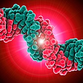 DNA molecule,artwork