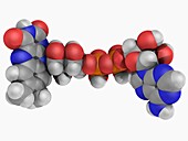 Flavin adenine dinucleotide FAD molecule
