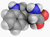 Tryptophan molecule