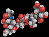 Hyaluronic acid molecule