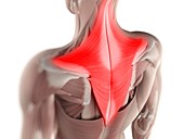 Trapezius muscle,artwork