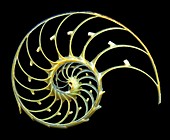 Sectioned shell of a nautilus