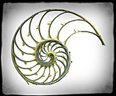 Sectioned shell of a nautilus,artwork
