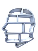 Head profile with brain compartments