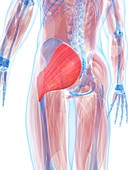 Gluteus maximus muscle,artwork