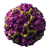Human rhinovirus 16 particle