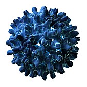 Hepatitis B virus particle