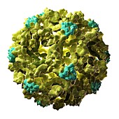 West Nile virus particle