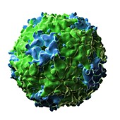 Seneca Valley virus particle