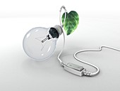 Electric light bulb,leaf and switch