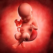 Foetus at 40 weeks,artwork