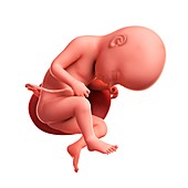 Foetus at 33 weeks,artwork