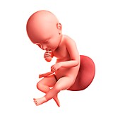 Foetus at 39 weeks,artwork