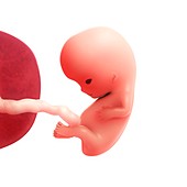 Foetus at 9 weeks,artwork