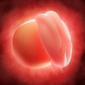 Embryo at 4 weeks,artwork