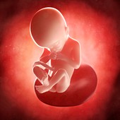 Foetus at 21 weeks,artwork