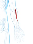 Lower arm muscle,artwork