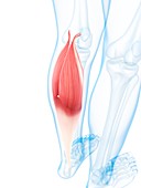 Lower leg muscle,artwork