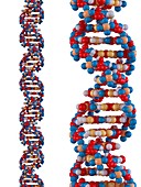DNA molecules,artwork