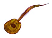 Fluke larva,light micrograph