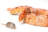 Hungry snake looking at mouse
