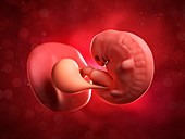 Embryo at 6 weeks,artwork