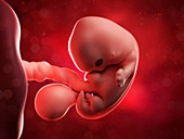 Embryo at 7 weeks,artwork