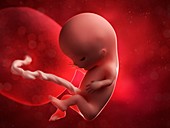 Foetus at 11 weeks,artwork