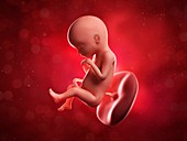 Foetus at 20 weeks,artwork