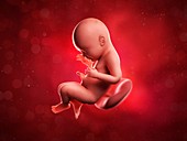 Foetus at 40 weeks,artwork