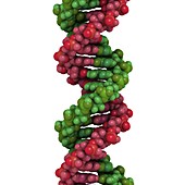 DNA,molecular model